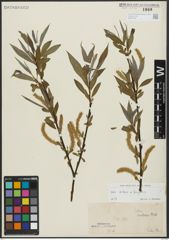 Foto von Salix alba L. x Salix fragilis L.